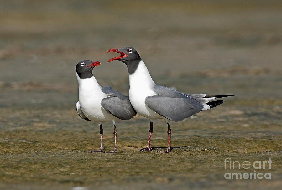 Laughing Gull #1 Photograph by Anthony Mercieca