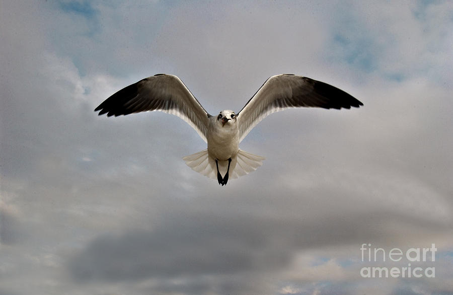 Laughing Gull In Flight #1 Photograph by Susan Leavines