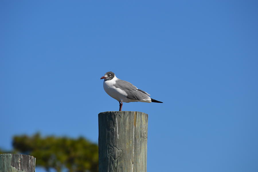 Laughing Gull Photograph