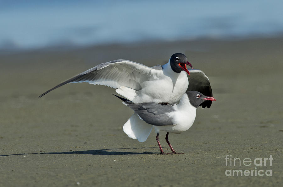 Seagull Photograph - Laughing Gulls #1 by Anthony Mercieca