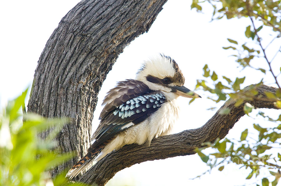 Laughing Kookaburra #1 Photograph by William H. Mullins