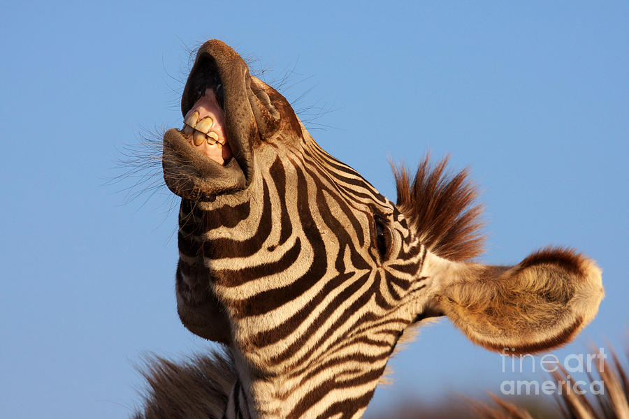 Laughing zebra #2 Photograph by Nick  Biemans