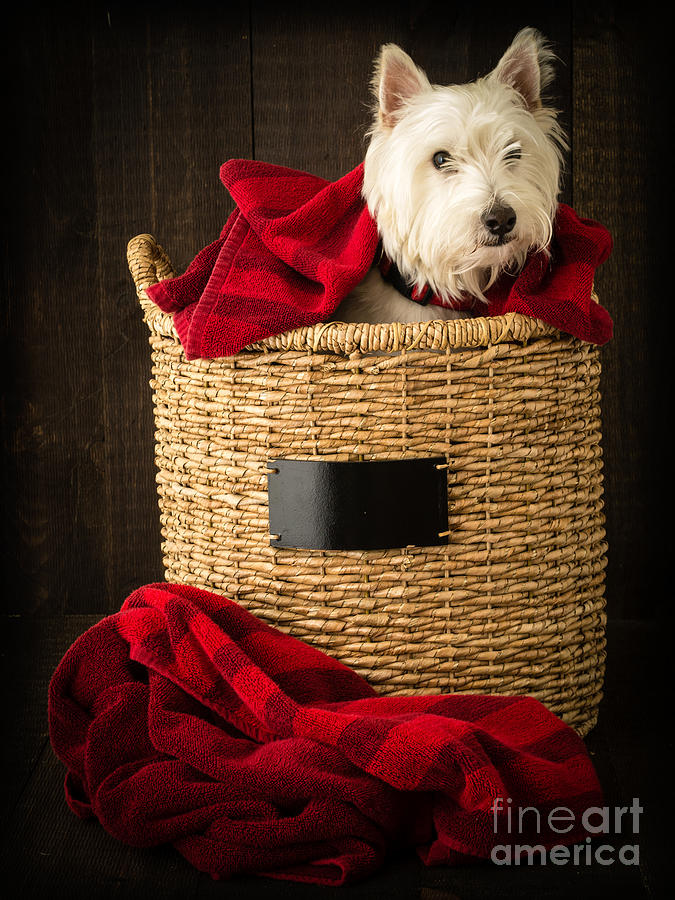 Dog Photograph - Laundry Day #2 by Edward Fielding