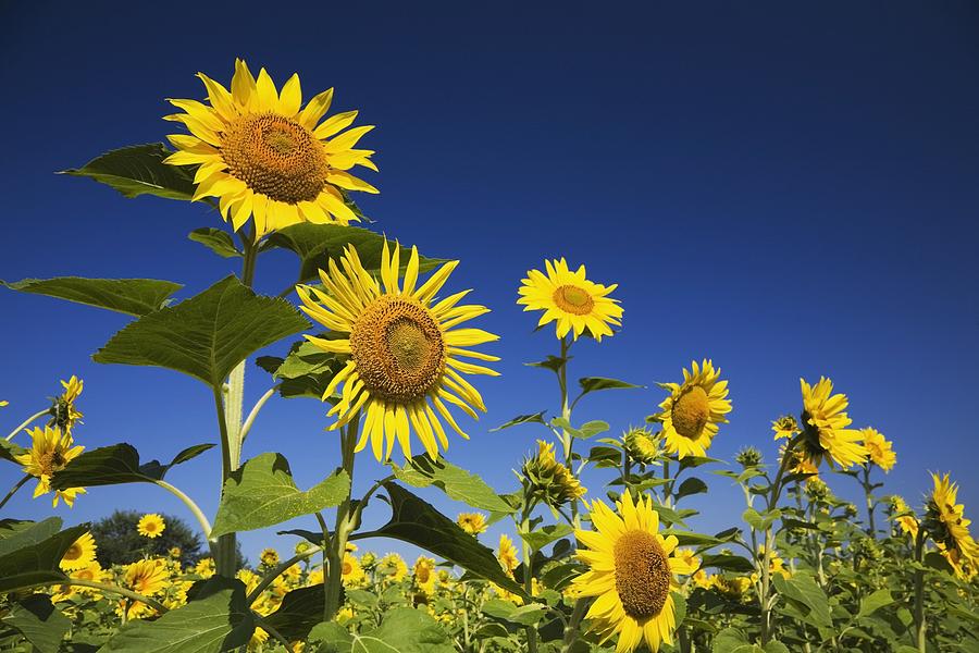 Laval, Quebec, Canada Sunflowers Photograph by Perry Mastrovito Fine