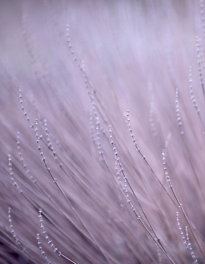 Lavender Abstract 4 #1 Photograph by Rebecca Cozart
