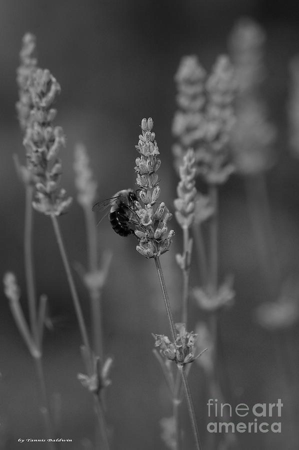 Lavender and the Bee #2 Photograph by Tannis  Baldwin