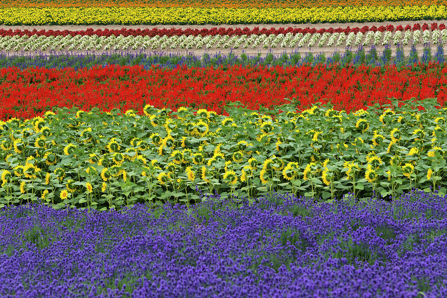 Lavender Farm, Furano, Hokkaido Photograph by Keren Su - Fine Art America