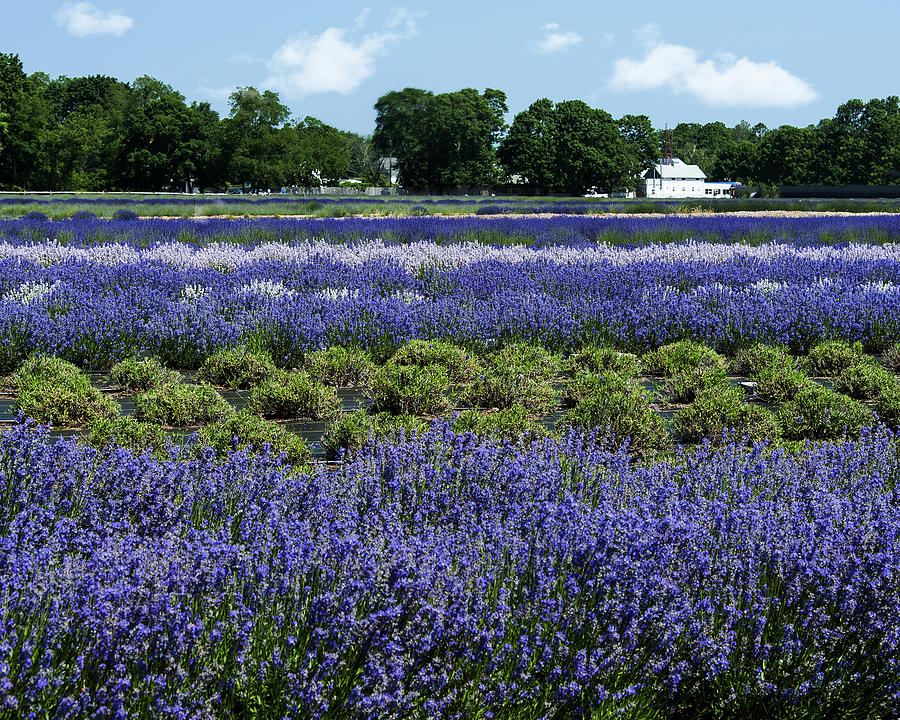Lavender Farm #1 Photograph by Roni Chastain