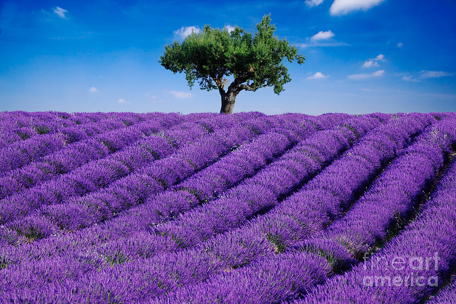Lavender field and tree #1 Photograph by Matteo Colombo