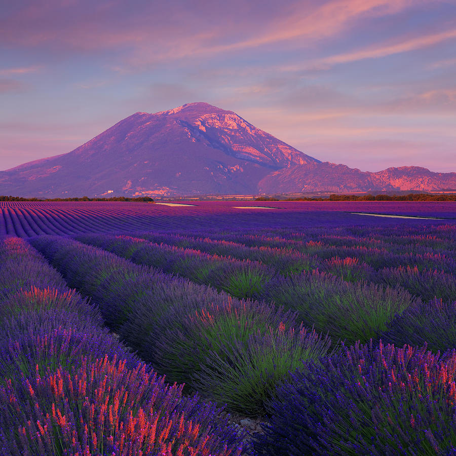 Lavender Field At Sunset By Mammuth