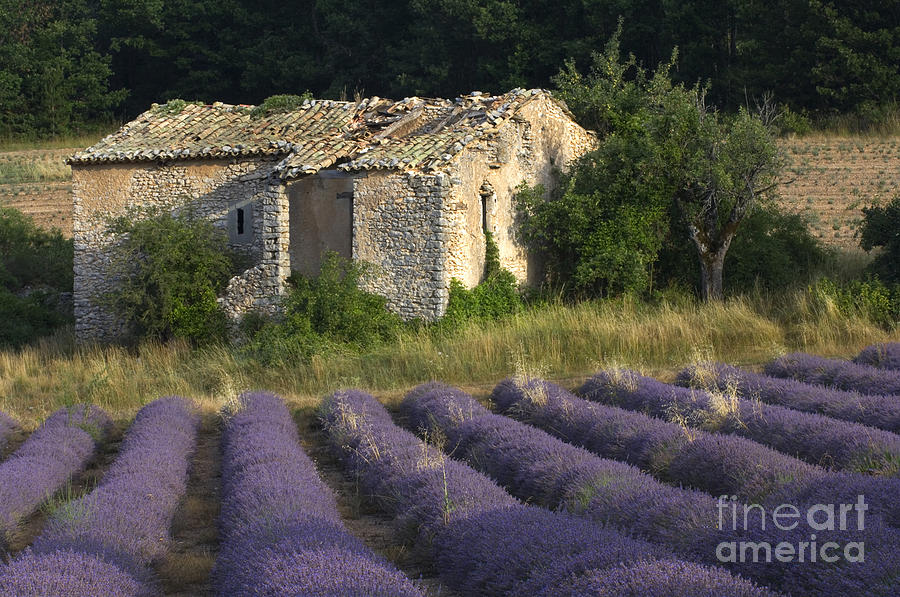 Lavender Field, France #1 Photograph by John Shaw Lavender Field, France #1 Photograph by John Shaw