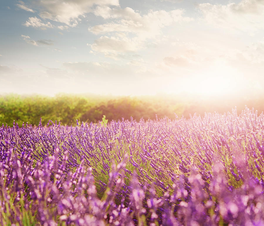 Lavender Field In Provence #1 Photograph by Brzozowska
