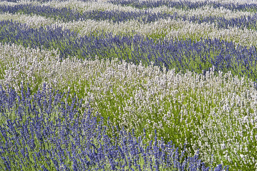 Lavender Field #1 Photograph by Jim Corwin