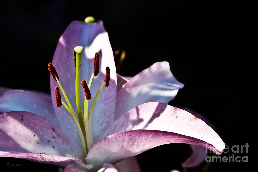 Lavender Lily #1 Photograph by Ms Judi