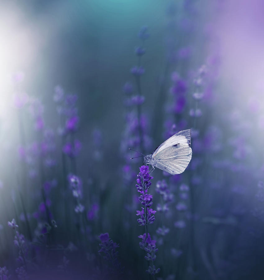 Lavender Queen... #1 Photograph by Juliana Nan