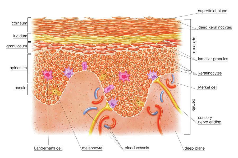 Layers And Cells Of Epidermis #1 Photograph By Asklepios Medical Atlas 