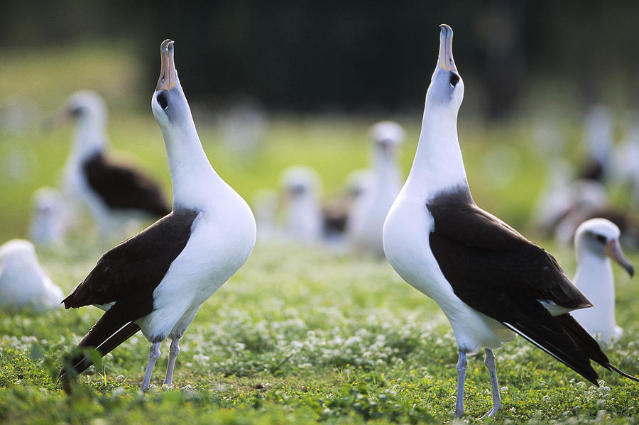 Albatross Photograph - Laysan Albatross Courtship Dance Hawaii #1 by Tui De Roy