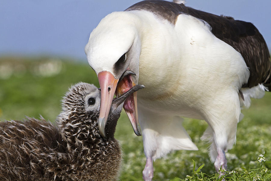 Laysan Albatross Feeding Chick #1 Photograph by M. Watson