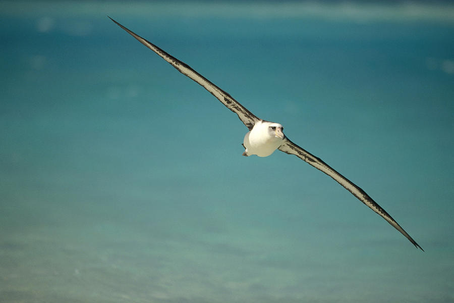 Laysan Albatross Flying Midway Atoll #1 Photograph by Tui De Roy