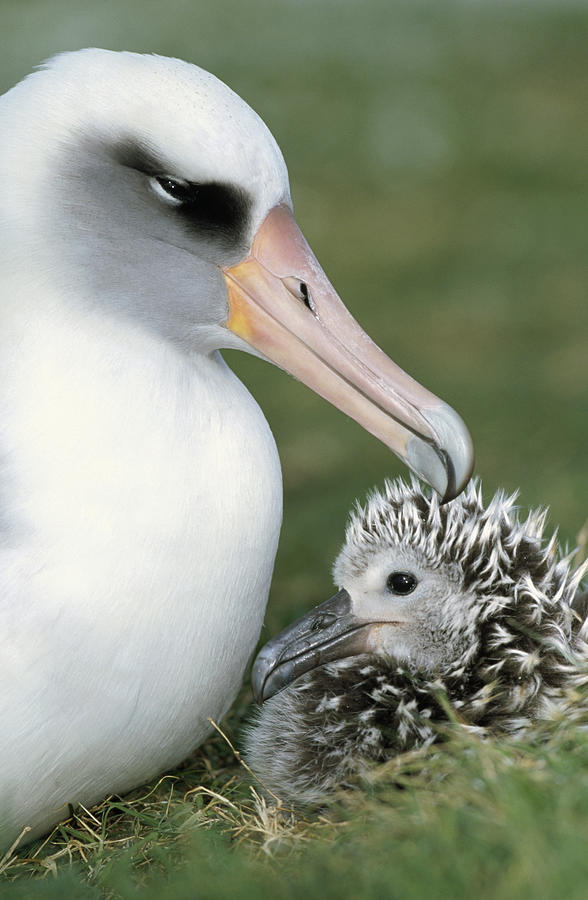 Laysan Albatross Guarding Young Chick #1 Photograph by Tui De Roy