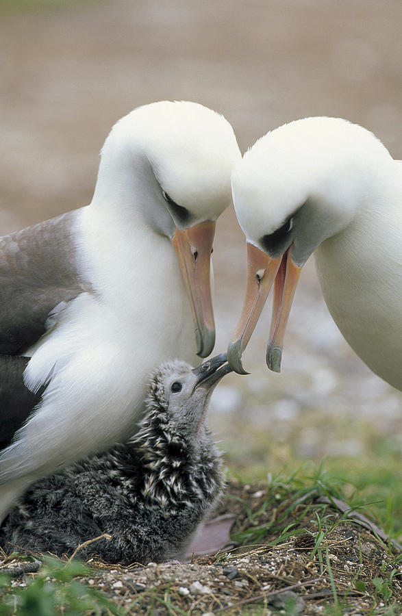 Laysan Albatross Parents Exchanging #1 Photograph by Tui De Roy
