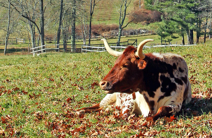 Lazy Morning Bull #1 Photograph by Jennifer Robin