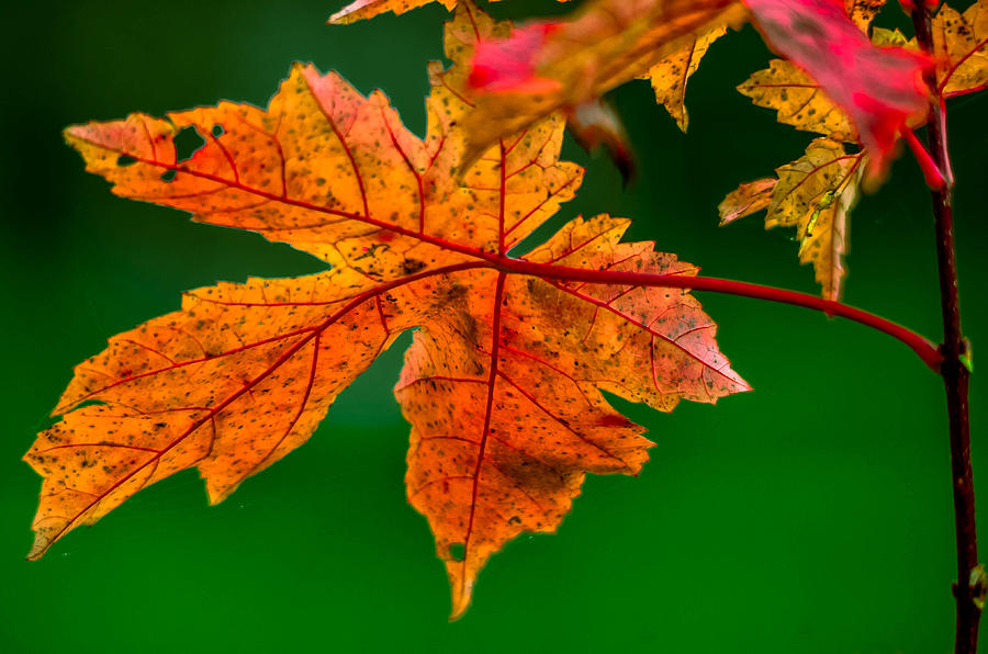 Leaf #2 Photograph by Brian Stevens