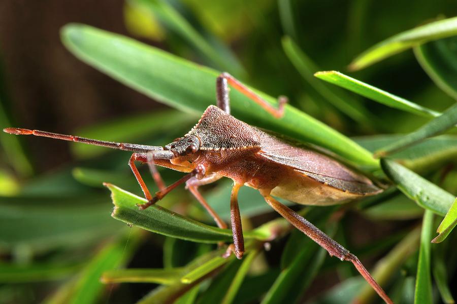 Leaf-footed Bug Photograph by Philippe Psaila - Fine Art America