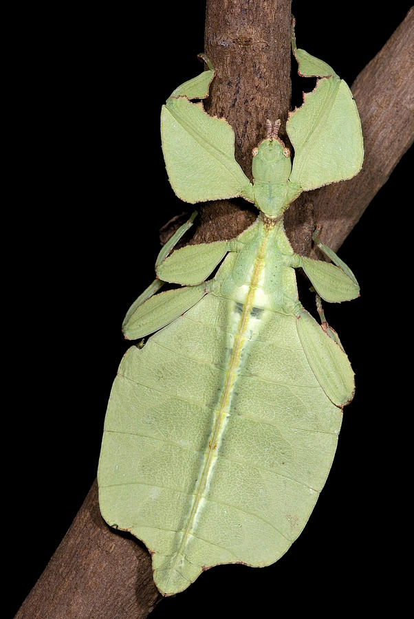 Leaf Insect #1 Photograph by Dant Fenolio