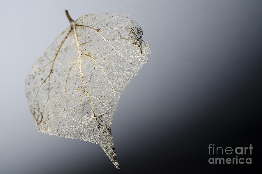Leaf #1 Photograph by Mats Silvan