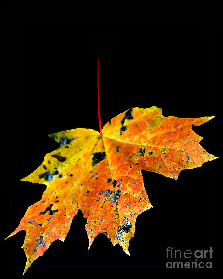 Leaf #1 Photograph by Michael Arend