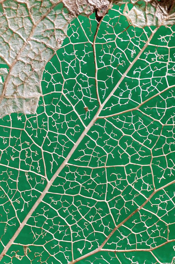 Leaf Photograph - Leaf Skeleton Of Ivy (hedera Helix) #1 by Dr Jeremy Burgess