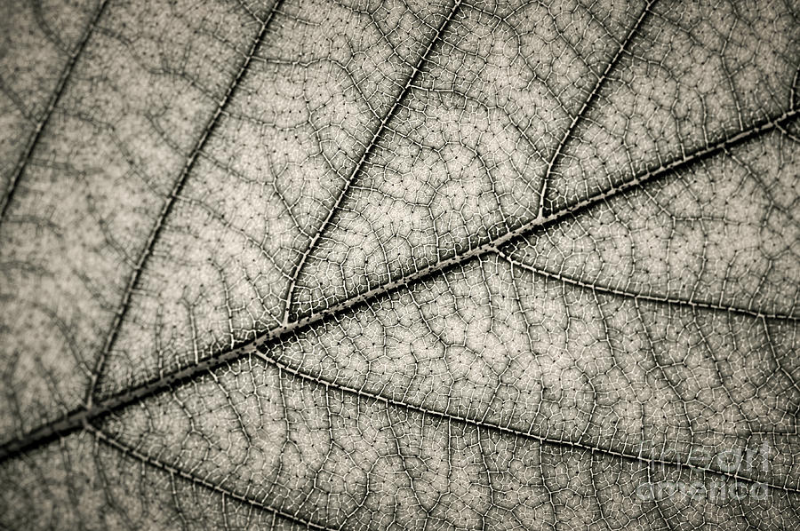 Summer Photograph - Leaf texture by Elena Elisseeva