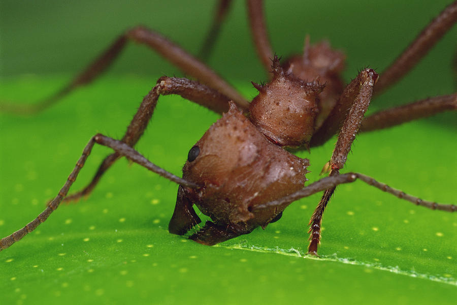 Leafcutter Ant Cutting Papaya Leaf #1 Photograph by Mark Moffett