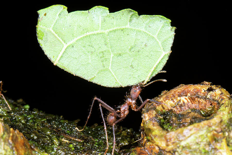 Leafcutter Ant Photograph by Dr Morley Read