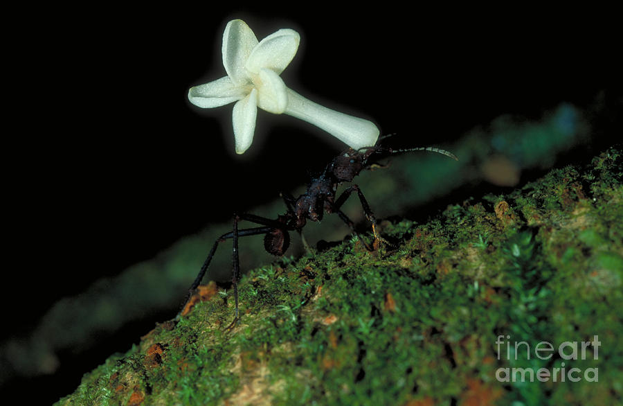 Ant Photograph - Leafcutter Ant #1 by Gregory G. Dimijian