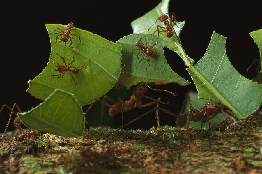 Leafcutter Ants Carrying Leaves French Photograph by Mark Moffett Leafcutter Ants Carrying Leaves French Photograph by Mark Moffett