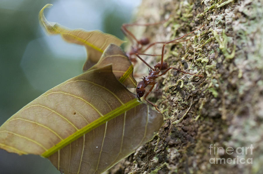 Insects Photograph - Leafcutter Ants #1 by William H. Mullins