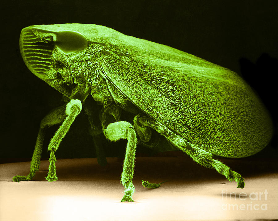 Animal Photograph - Leafhopper Sem #3 by David M Phillips