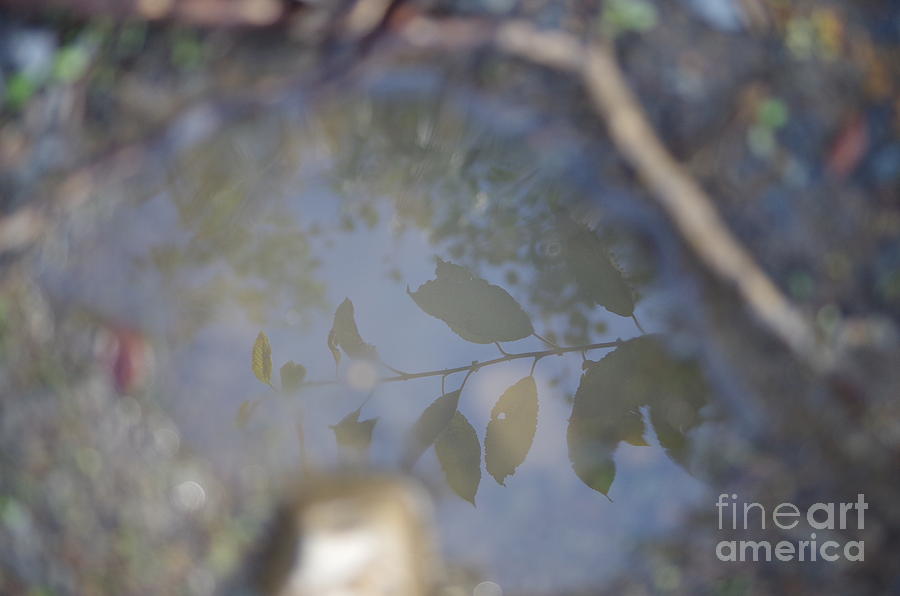 Nature Photograph - Leafs reflection art by MJG Products and photo gallery