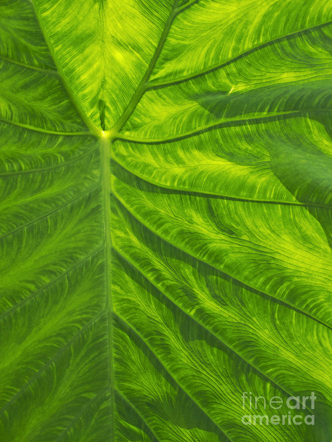 Abstract Photograph - Leafy Green by Ann Horn