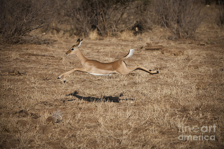 Nature Photograph - Leaping Impala #1 by John Shaw