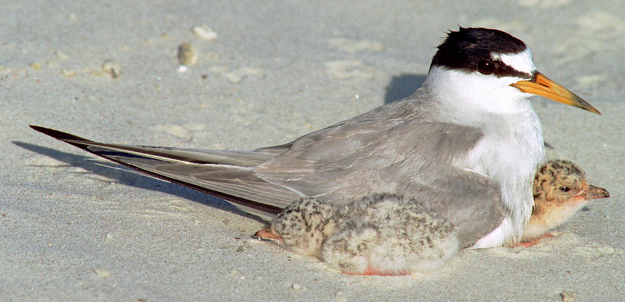 Least Terns Photograph by Millard H. Sharp - Fine Art America