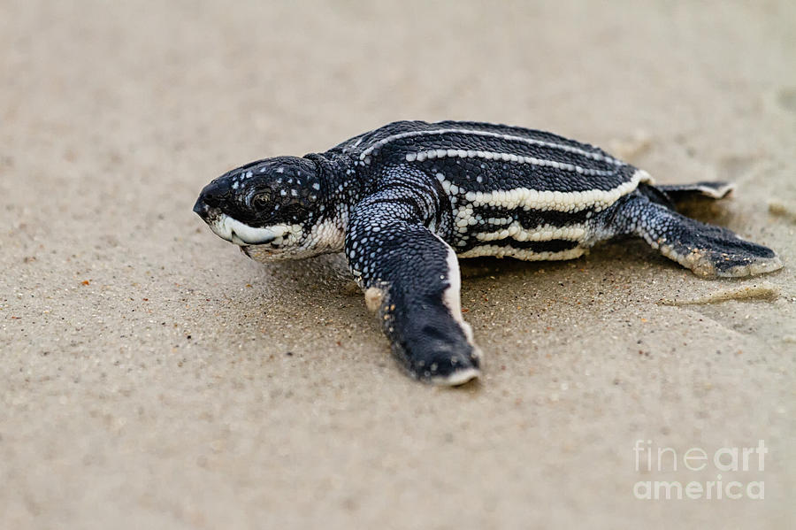 Leatherback Sea Turtle Hatchling Amelia Island Florida #1 Photograph by Dawna Moore Photography