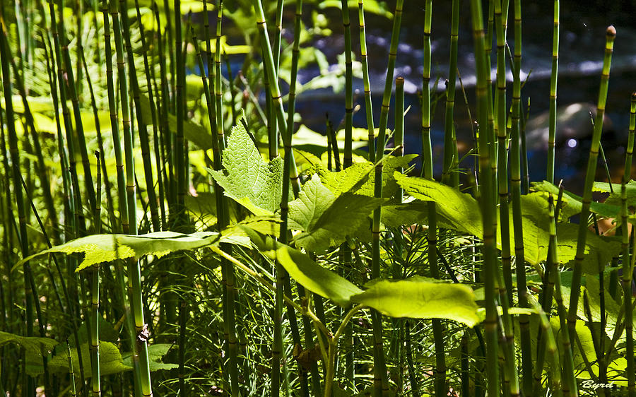 Leaves among the Horsetails #1 Photograph by Christopher Byrd
