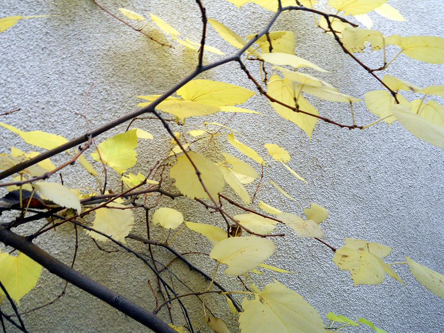 Leaves And Twigs #2 Photograph by Eric Forster