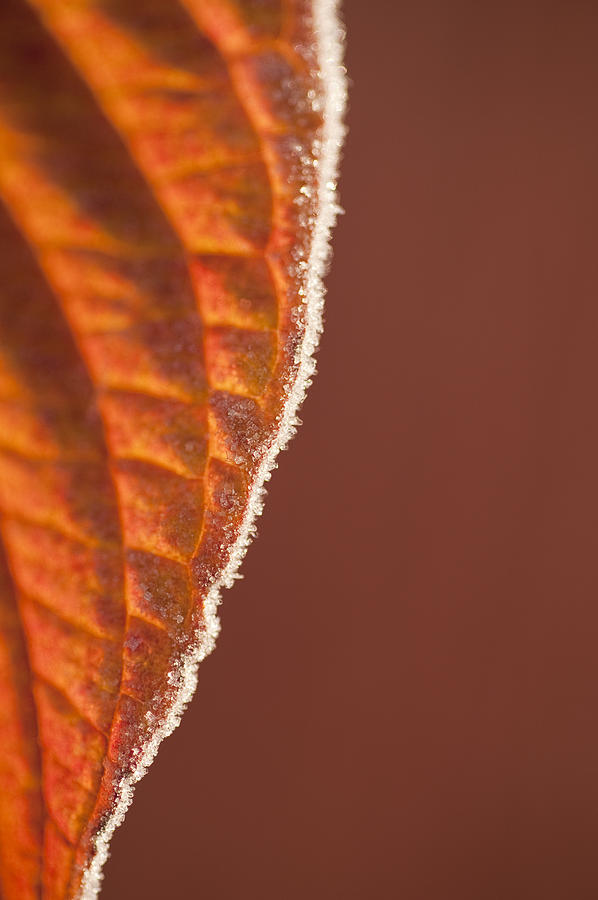 Leaves backlit with frost #1 Photograph by Jim Corwin