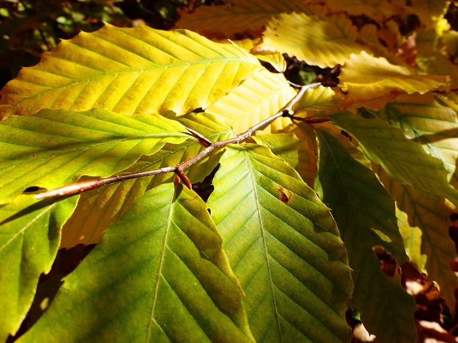 Leaves #1 Photograph by Cristina Stefan
