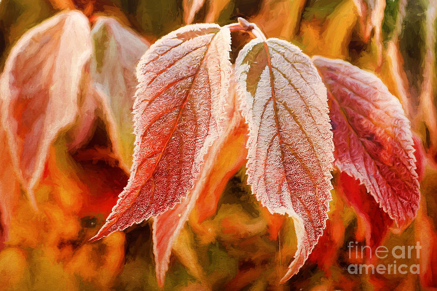 Nature Photograph - Leaves of Autumn #1 by Darren Fisher