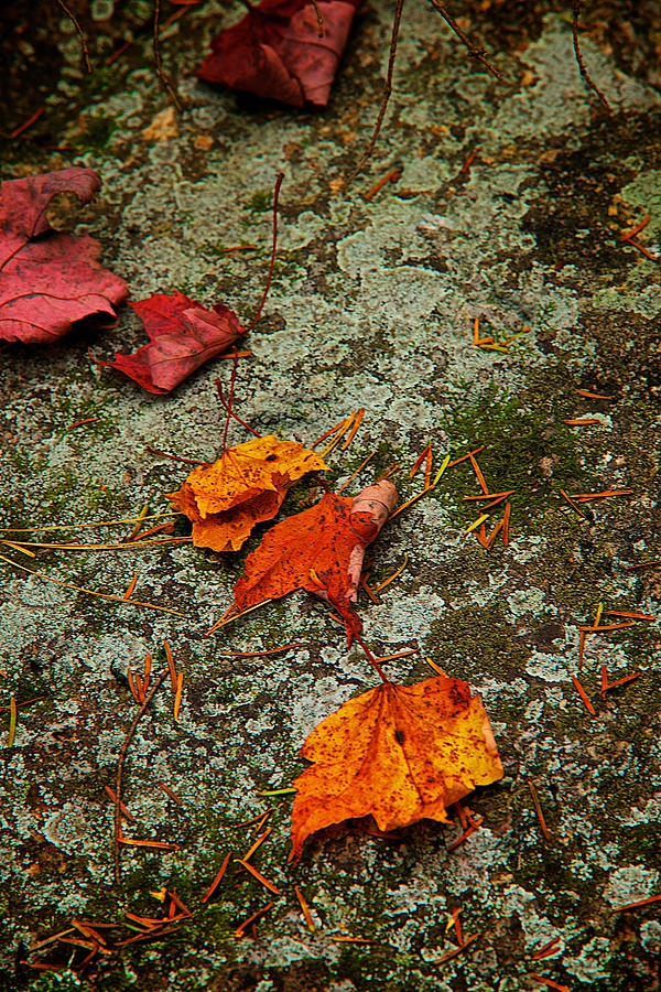 Leaves on Green Rock #1 Photograph by Prince Andre Faubert